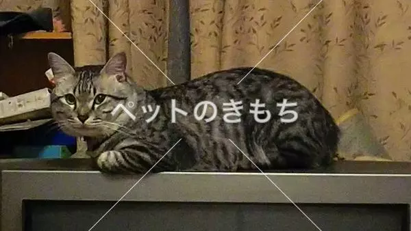迷子猫の画像