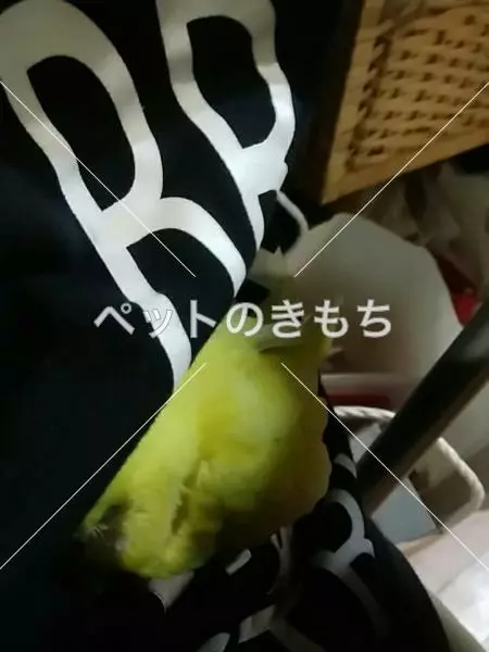 迷子鳥の画像