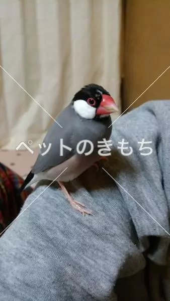 迷子鳥の画像