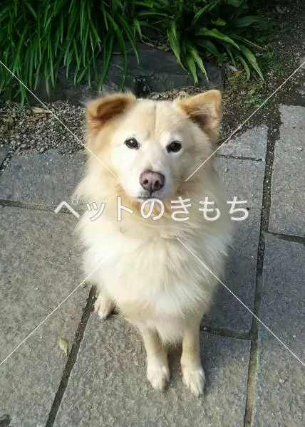 迷子犬の画像