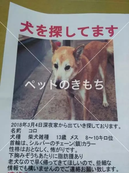迷子犬の画像