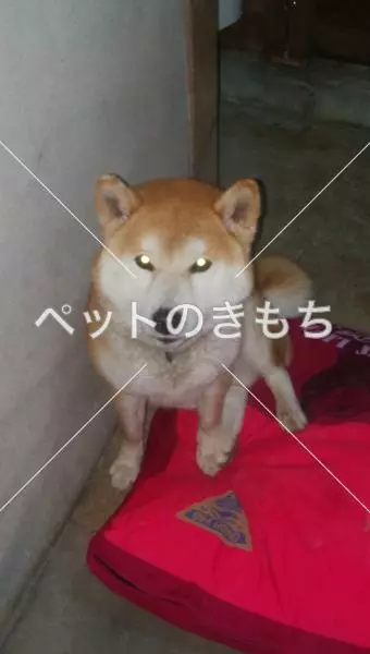 保護犬の画像