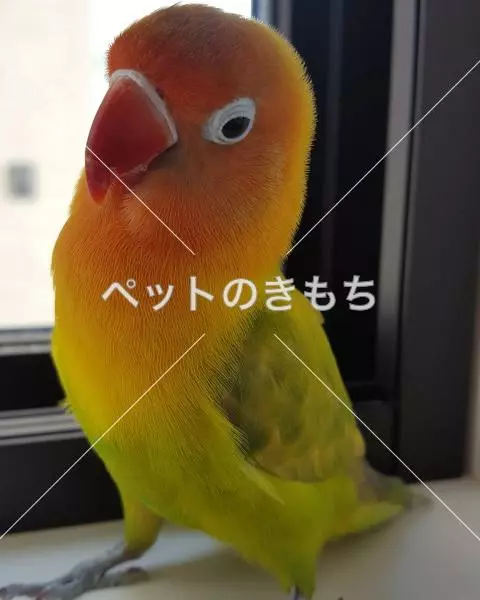 迷子鳥の画像