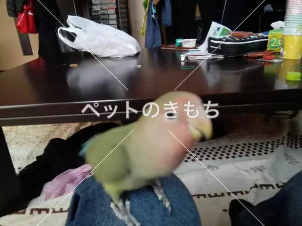 迷子鳥の画像