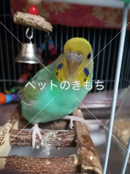 迷子鳥の画像