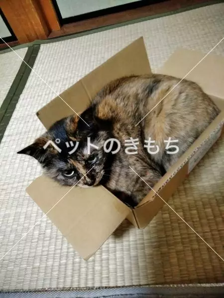 迷子猫の画像