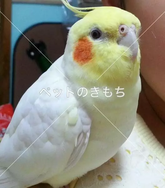 迷子鳥の画像