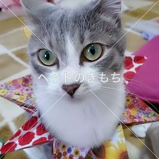 迷子猫の画像
