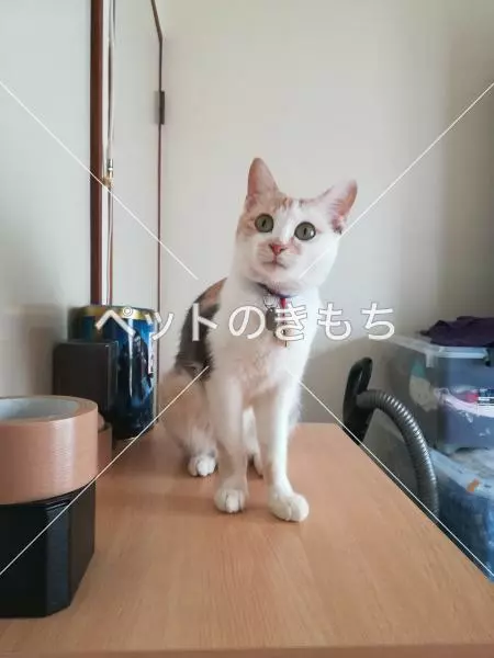 迷子猫の画像