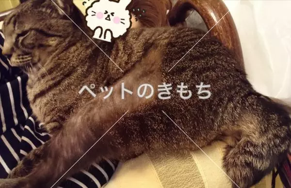 迷子猫の画像