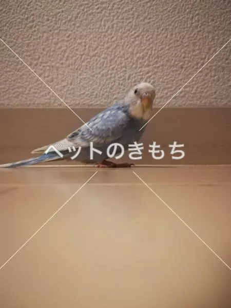 迷子鳥の画像