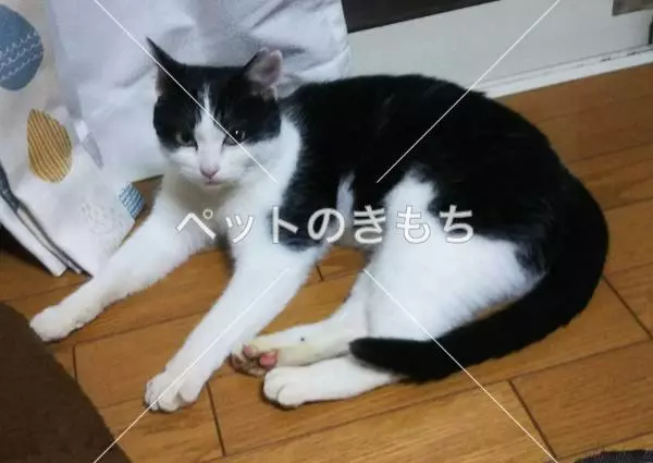 迷子猫の画像