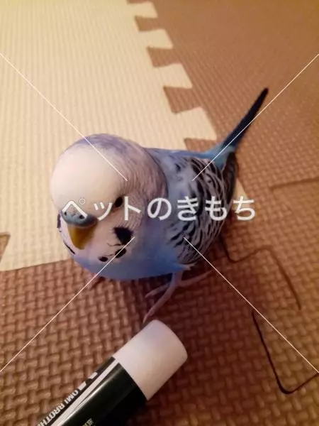 迷子鳥の画像