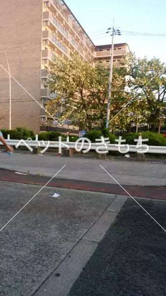 コメント投稿の画像