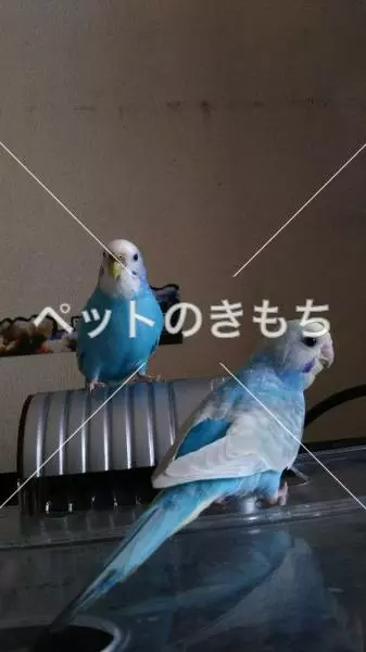 迷子鳥の画像