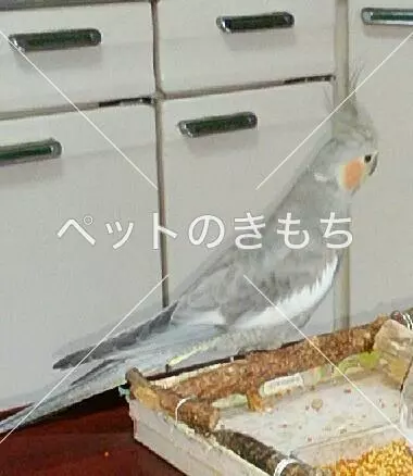 迷子鳥の画像