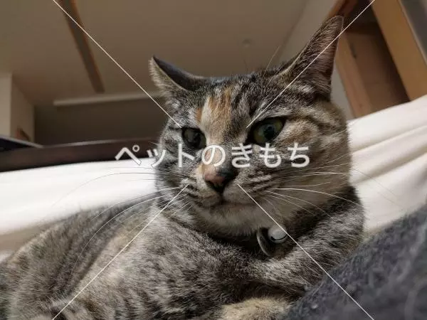 迷子猫の画像