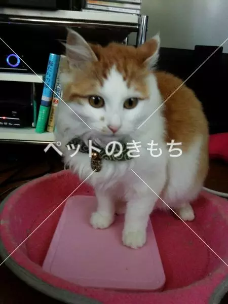 迷子猫の画像