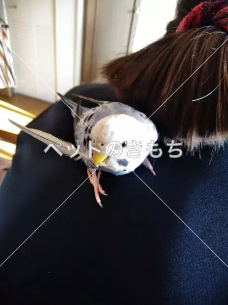 コメント投稿の画像