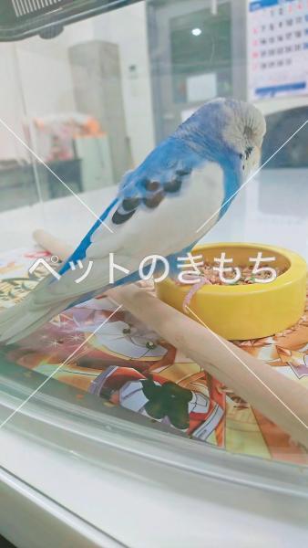 迷子鳥の画像