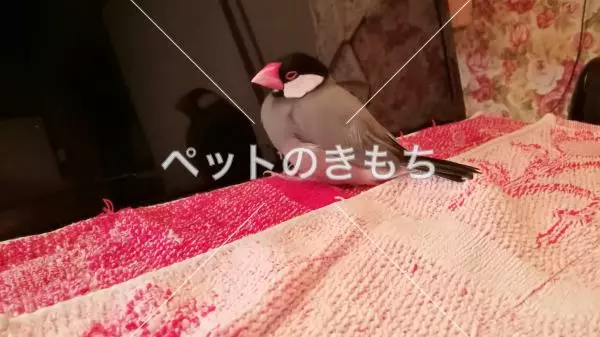 コメント投稿の画像