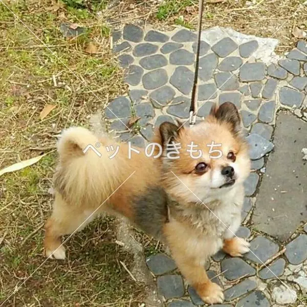 迷子犬の画像