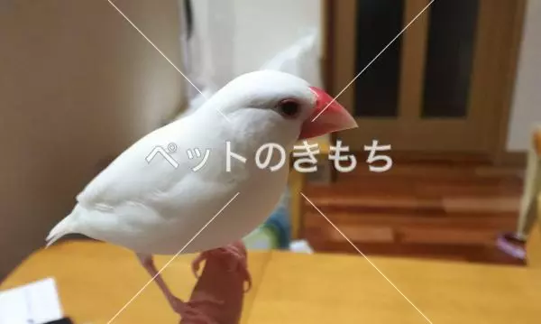 迷子鳥の画像