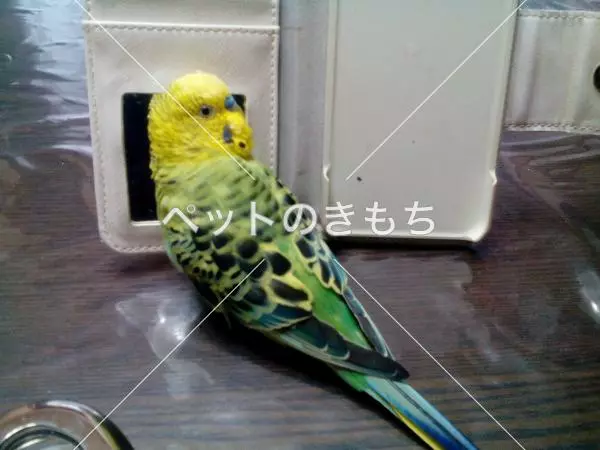 迷子鳥の画像