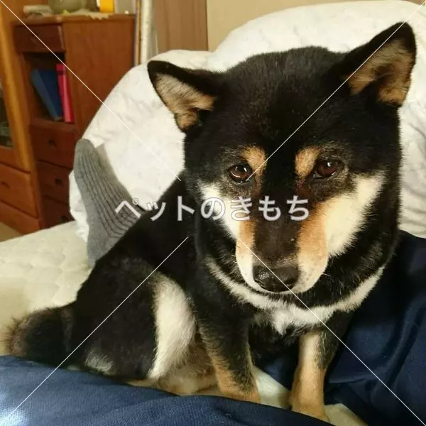 迷子犬の画像