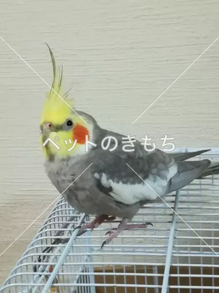 迷子鳥の画像