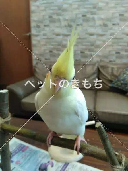 迷子鳥の画像