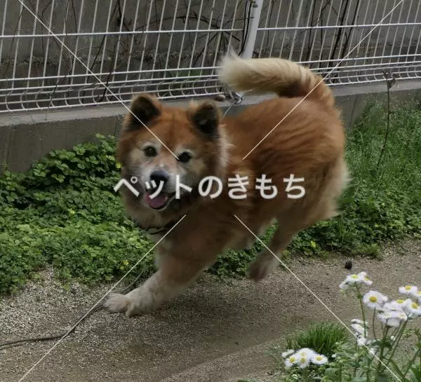 迷子犬の画像
