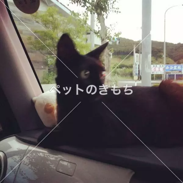 迷子猫の画像
