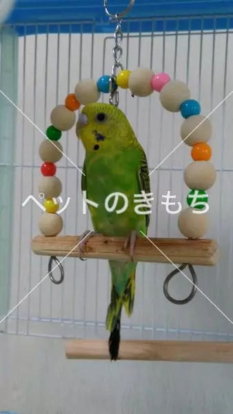 迷子鳥の画像
