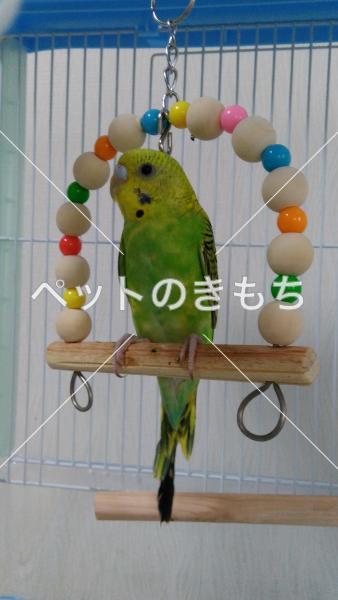 迷子鳥の画像