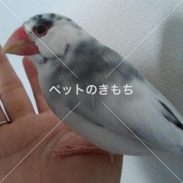 迷子鳥の画像