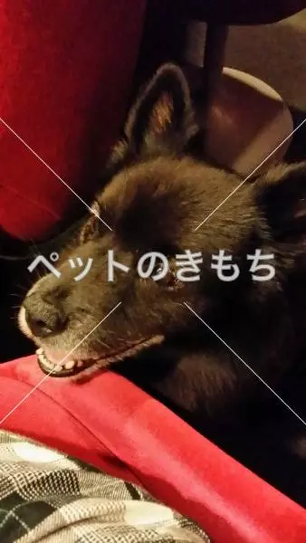 迷子犬の画像