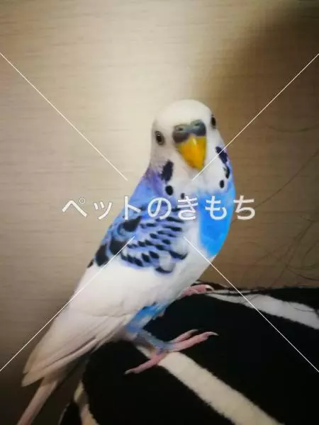 保護鳥の画像