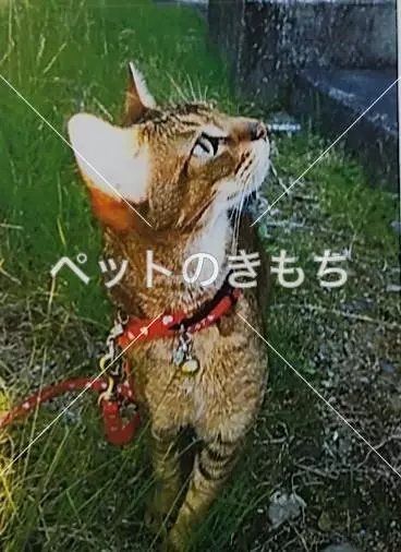 迷子猫の画像