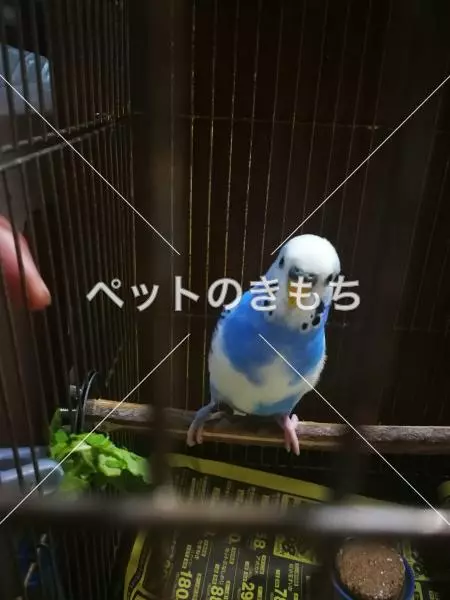 コメント投稿の画像