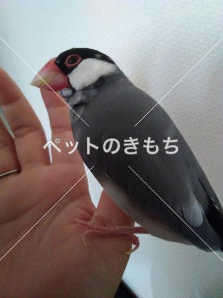 迷子鳥の画像