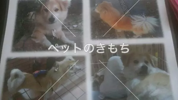 迷子犬の画像