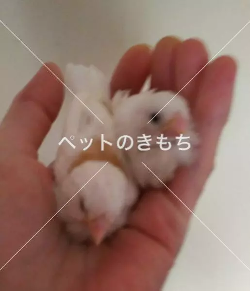 迷子鳥の画像