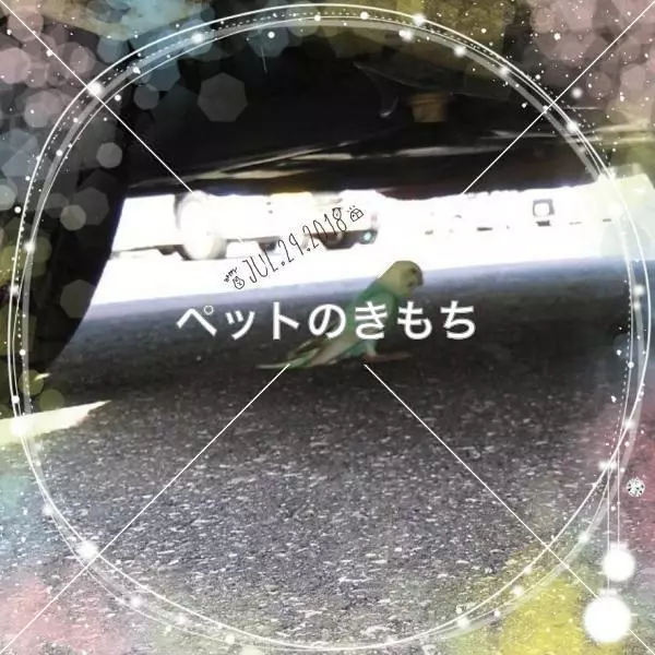 コメント投稿の画像