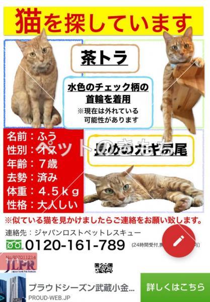 迷子猫の画像