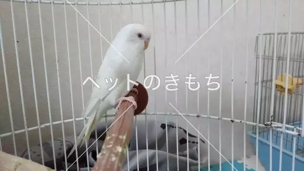 迷子鳥の画像