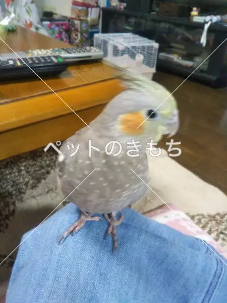 迷子鳥の画像