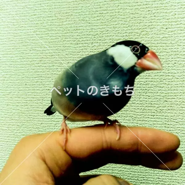 迷子鳥の画像