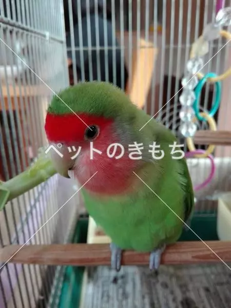 迷子鳥の画像