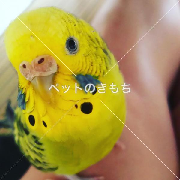 迷子鳥の画像